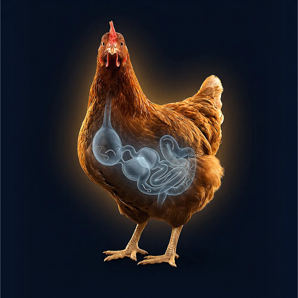 X-ray illustration of a chicken showing gut and digestive system