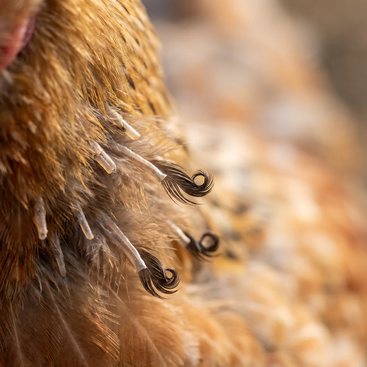 Clean hen feathers and healthier droppings after gut support