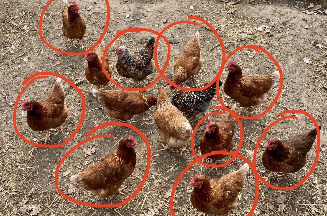 Overhead photo of a backyard flock with birds circled to show how many carried coccidia