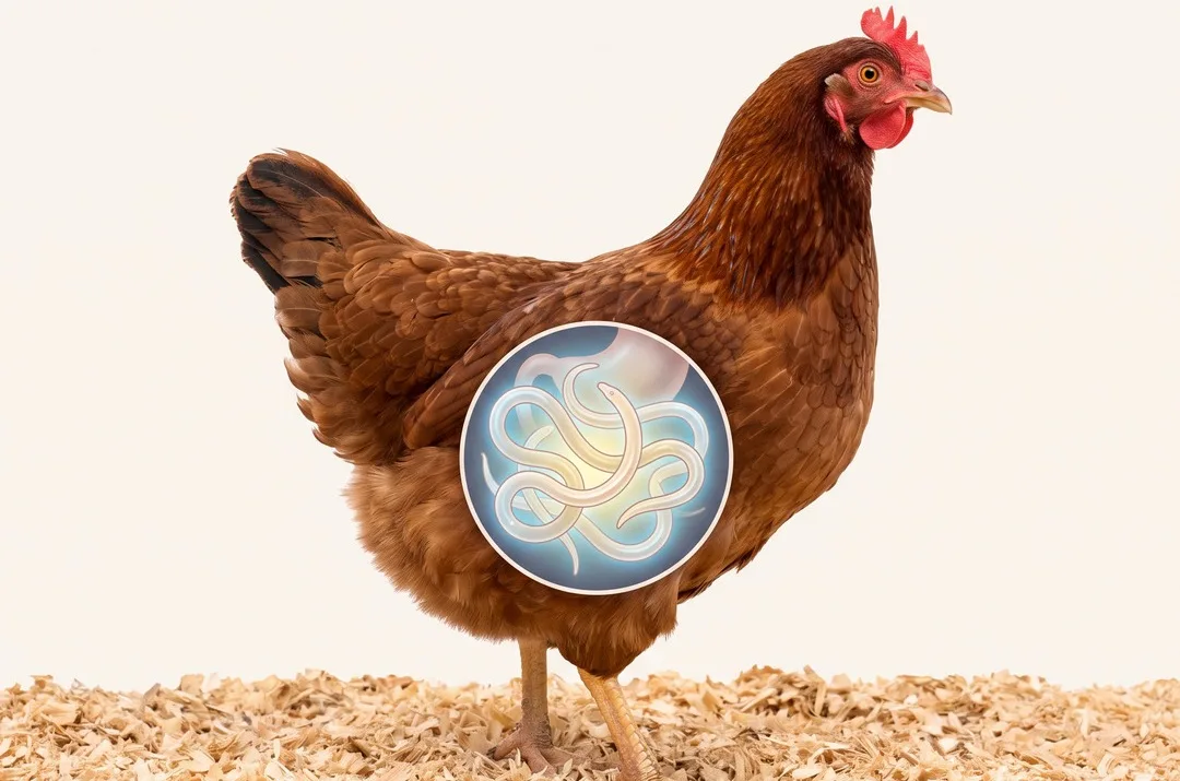 A healthy-looking hen with parasites illustrated inside her gut