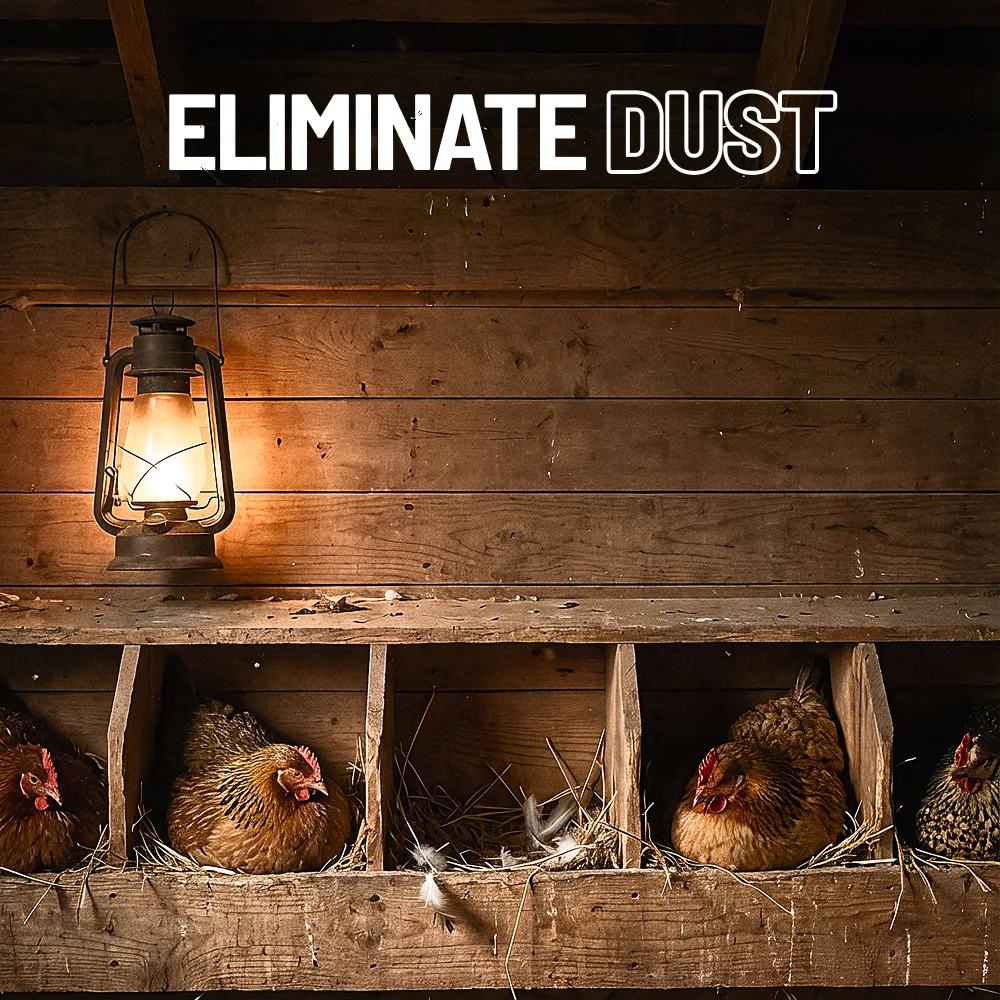 Chickens roosting in a warm coop lit by a lantern