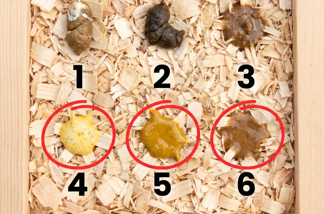 Six chicken droppings numbered one to six, with the watery ones circled in red
