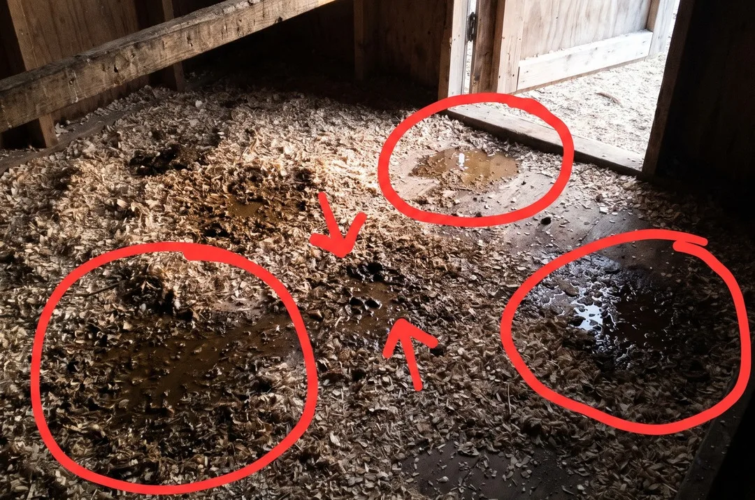 7 Reasons Your Chickens' Droppings Are Runny