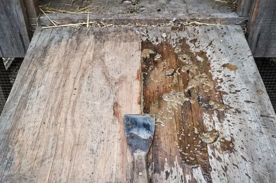 Droppings board half scraped clean with a scraper, the other half covered in wet droppings